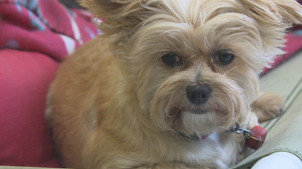 Springfield veterinarian shares how to keep your dogs safe from fireworks
