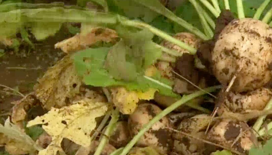 Garden Spot: Busy time of year in the garden - Vimarsana News