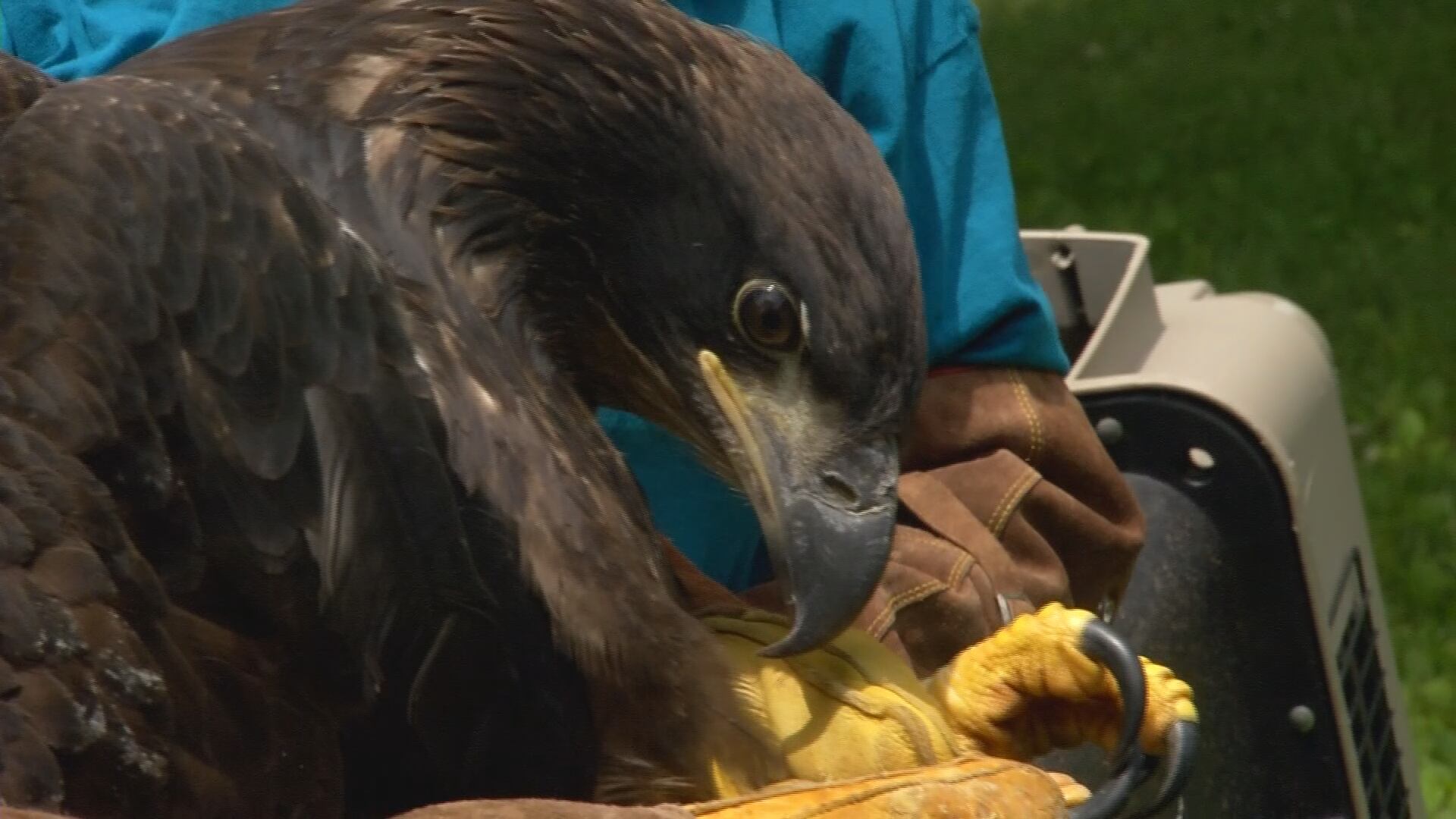 Eaglet injured in storm released back into the wild by zookeepers at the Dickerson Park Zoo - Vimarsana News