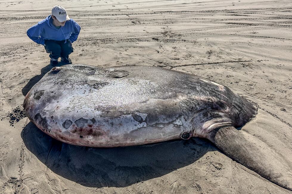 This image provided by Seaside Aquarium shows a hoodwinker sunfish that washed ashore on June...