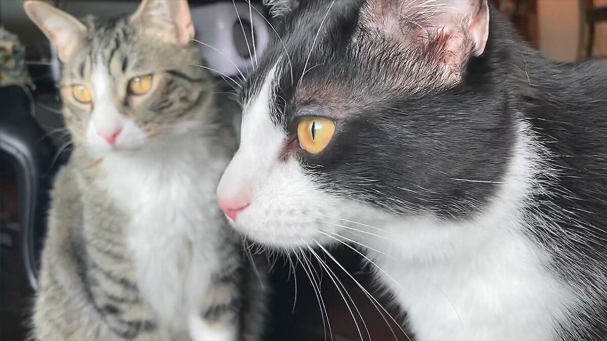 "I can't catch them all": Town overrun by stray cats - Vimarsana News