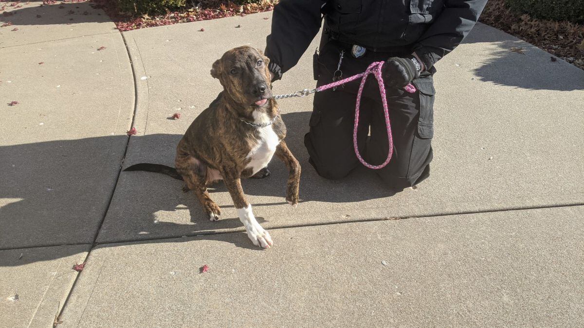 This four month old Hound mix puppy was found with a distinctive collar.
